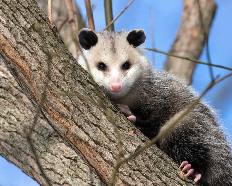 Home Possum Removal Perth