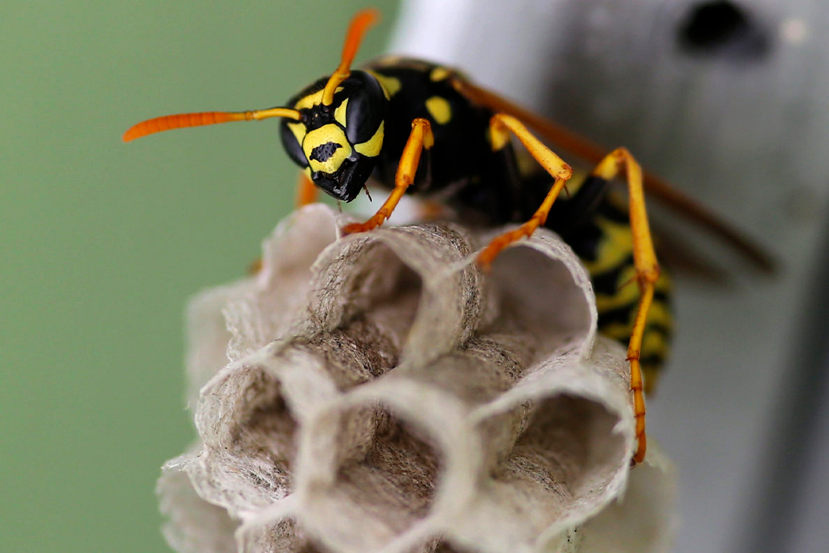 Home Wasp Removal Perth