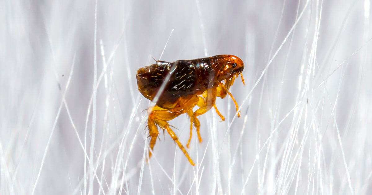 Preventive Flea Control Brisbane