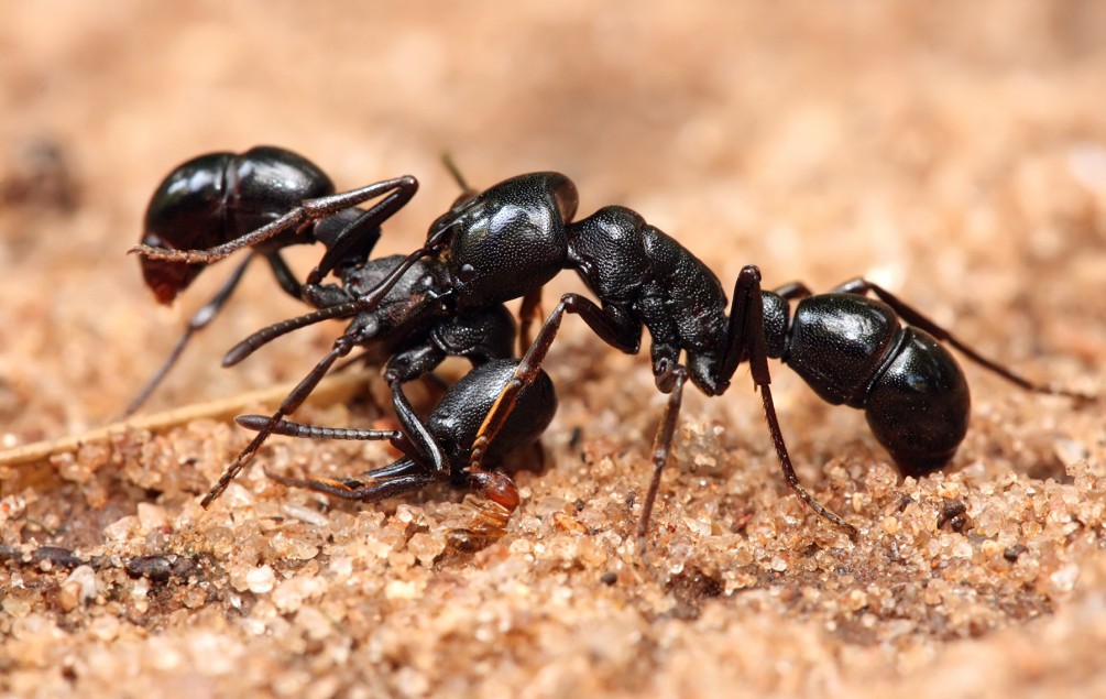Preventive Ant Control Brisbane