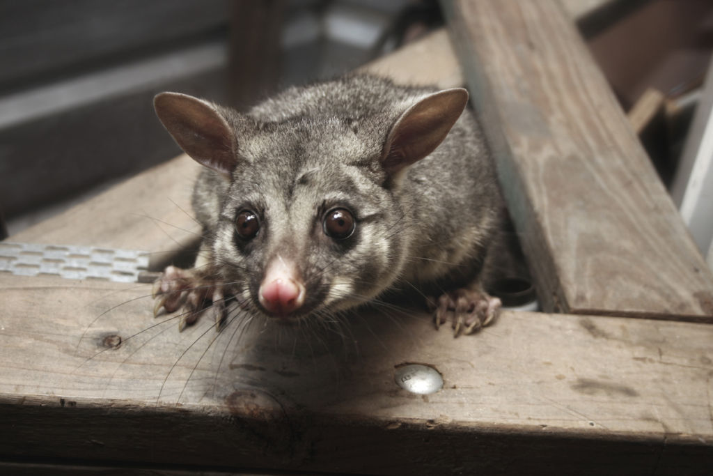 Frontline Possum Removal Brisbane
