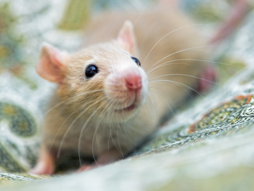 Frontline Rodent Control Sydney