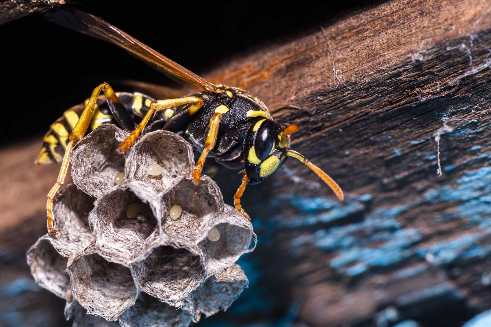 Morris Bee Removal Sydney