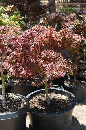Japanese Maples & Mor