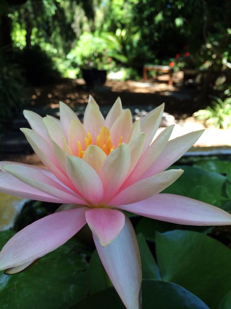 Self Realization Fellowship