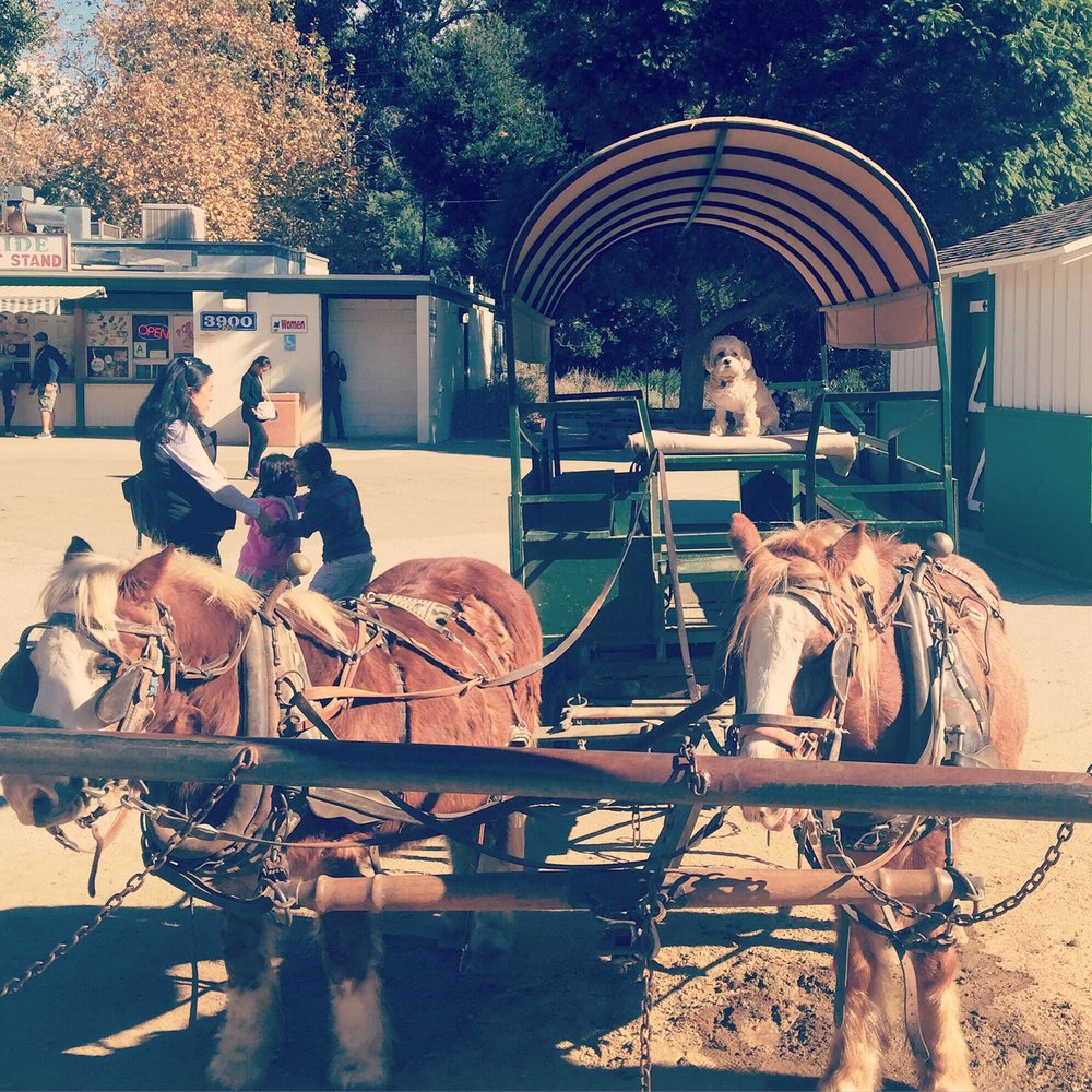 Griffith Park Pony Ride