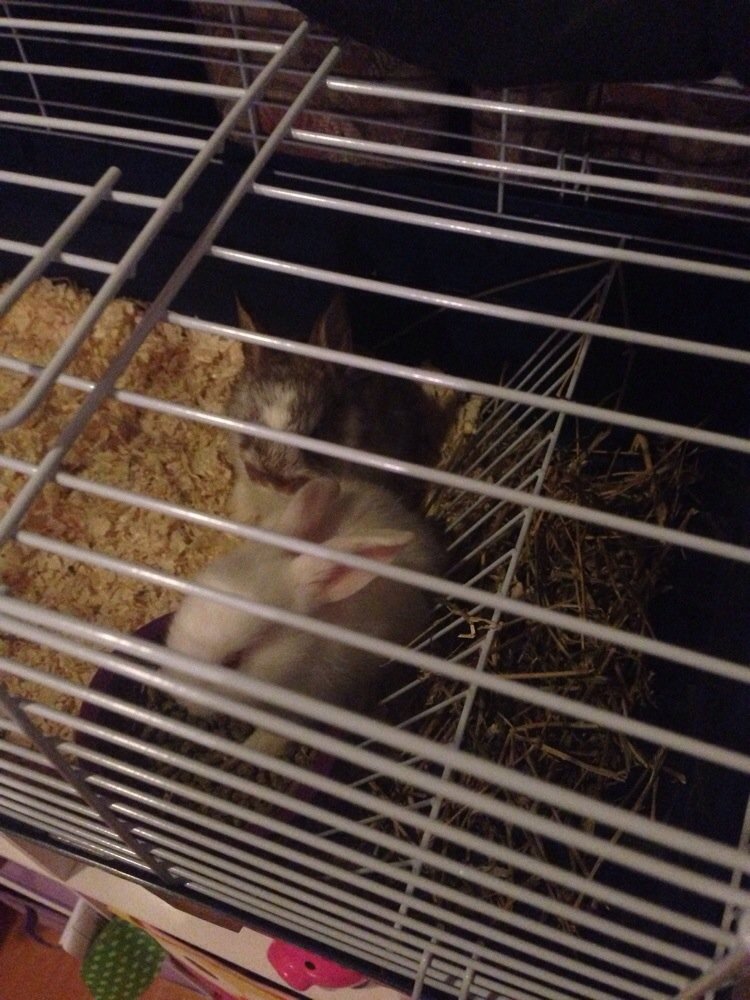 Elias Pet Shop