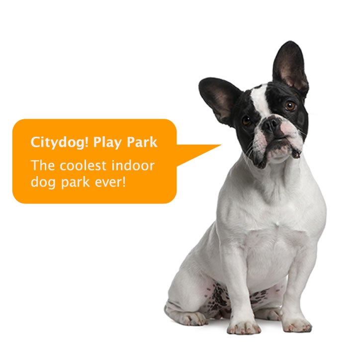Citydog! Club