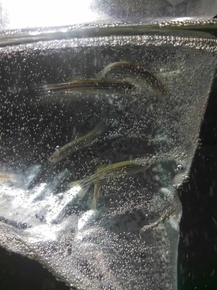 Fumis Tropical Fish & Pets