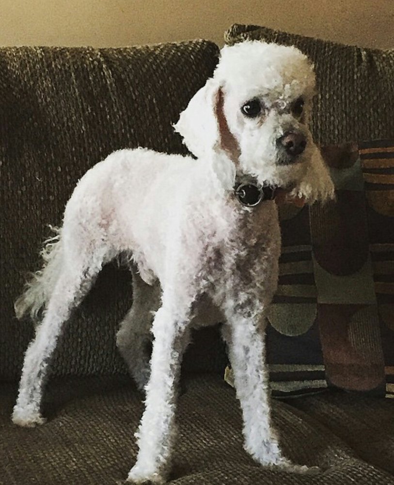 Pet Care Inc