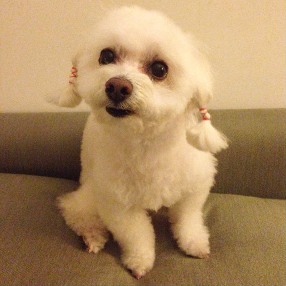 Coco Grooming