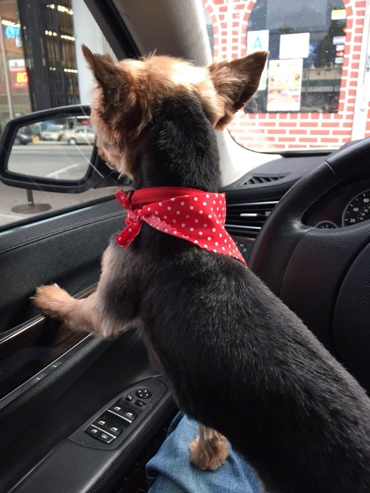 Genesis Dog Grooming