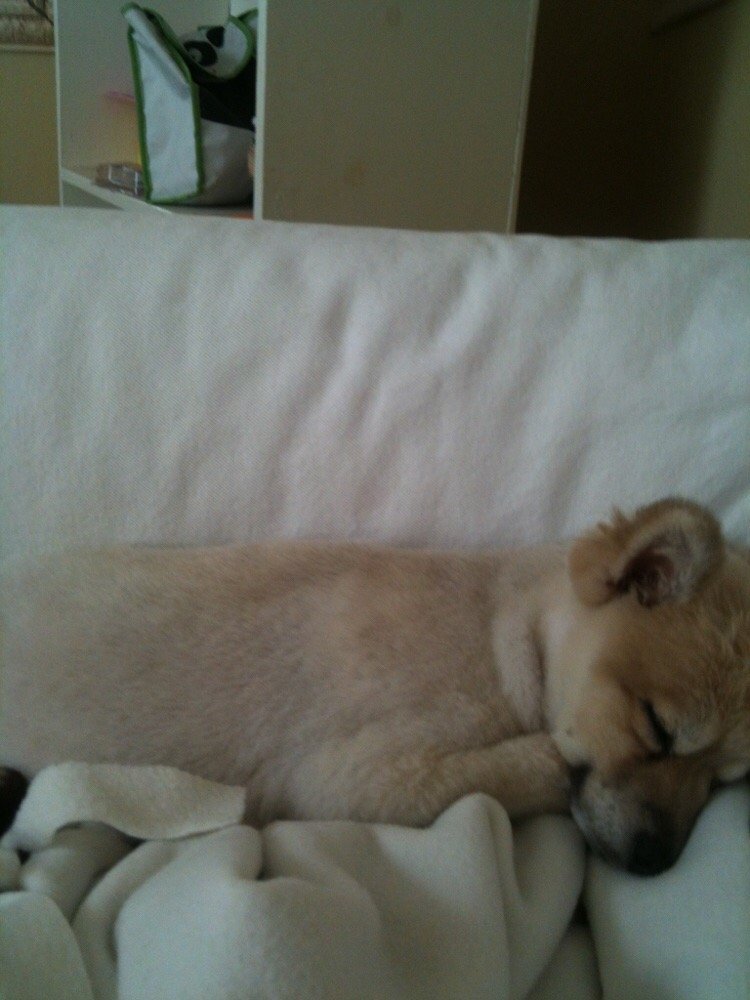 Mung Puppy Store