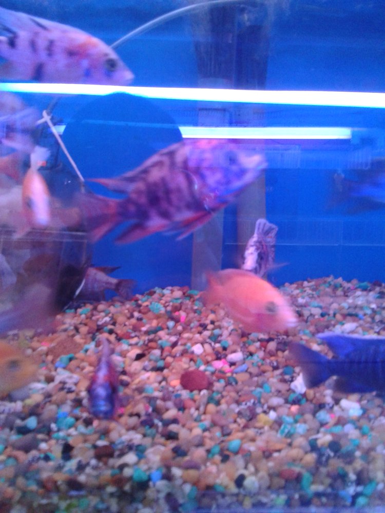 Damians Tropical Fish