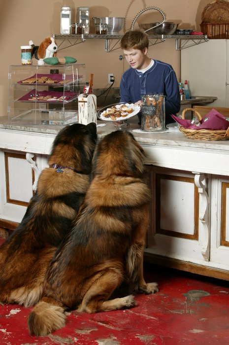My Pet Naturally