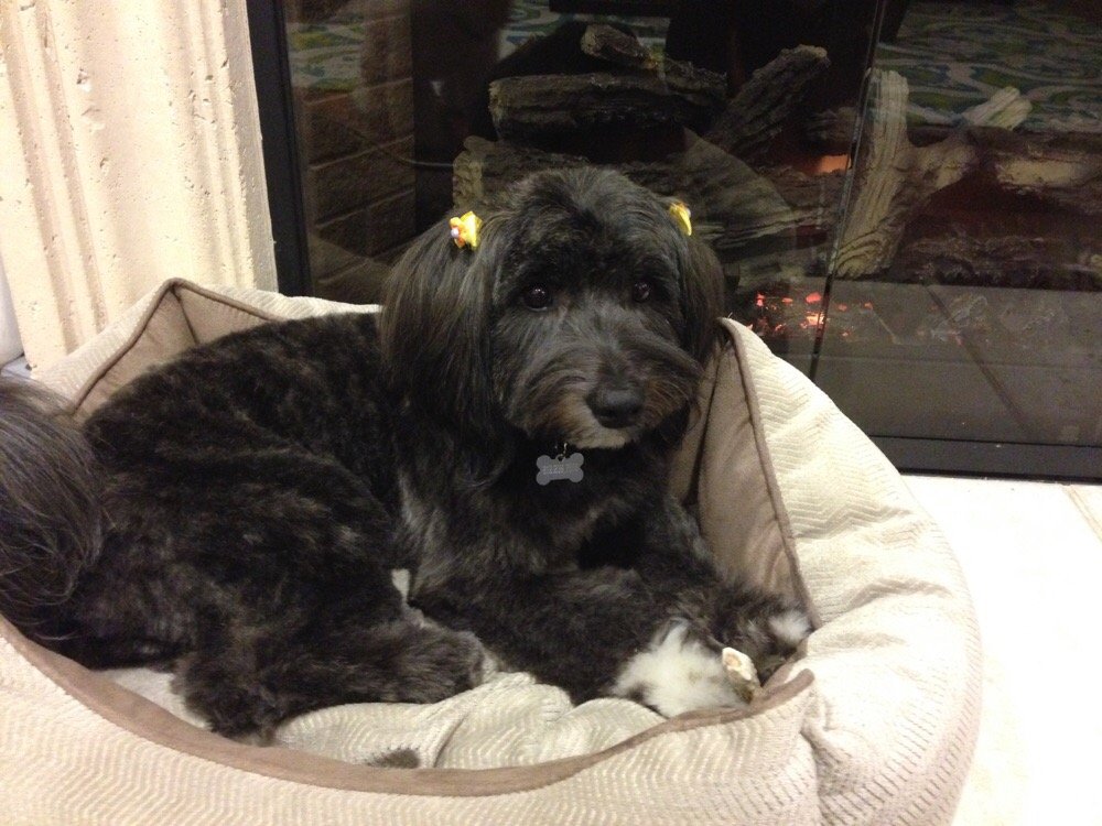 Woori Pet