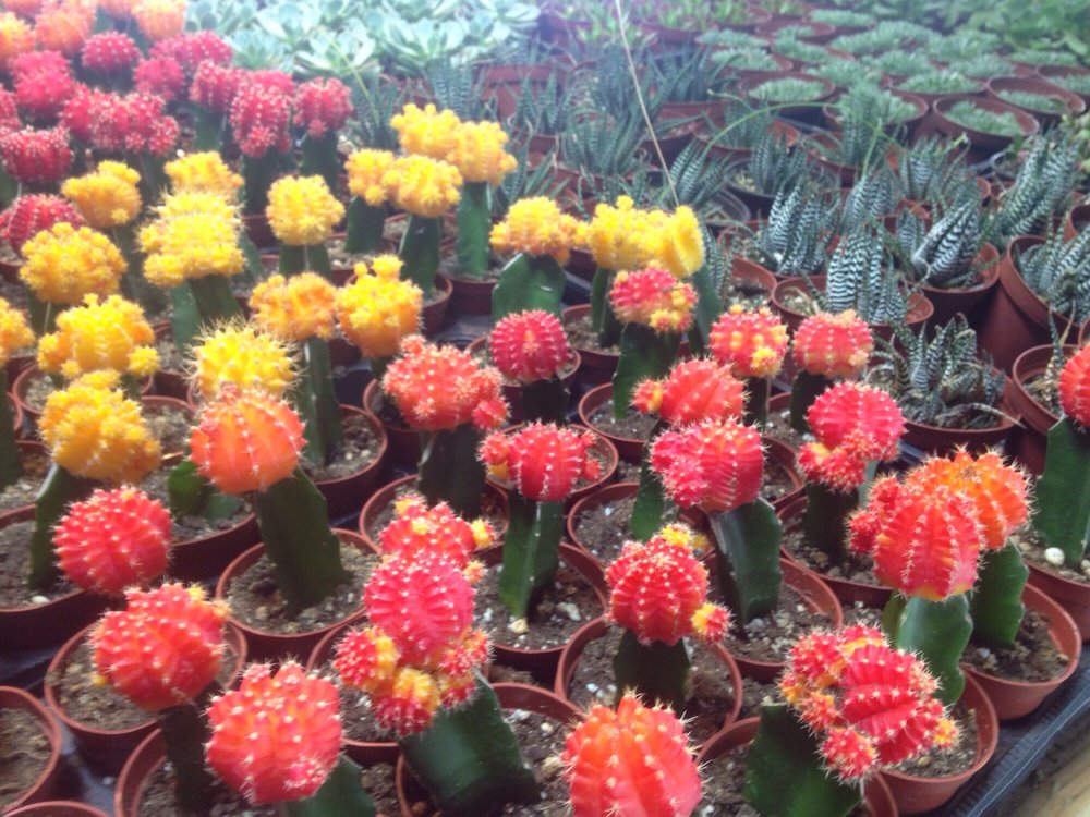 Costar Orchids & Tropicals Enterprise