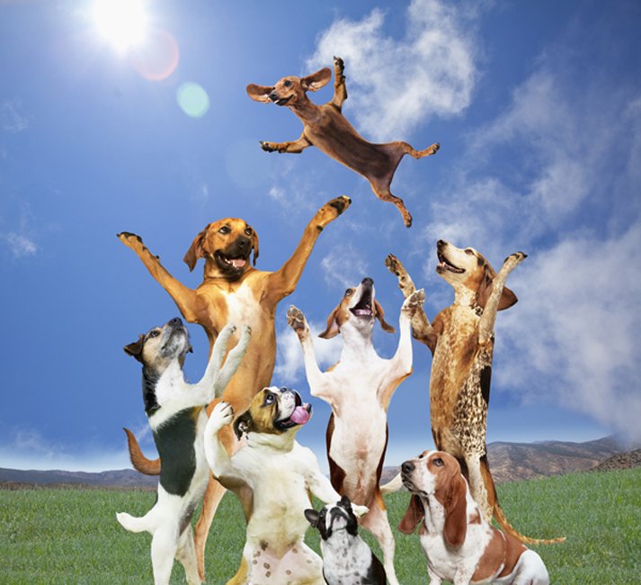 Pet Pharmacy