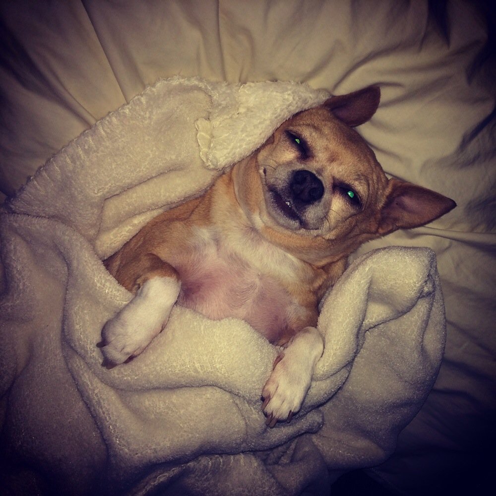 Uptown Pup
