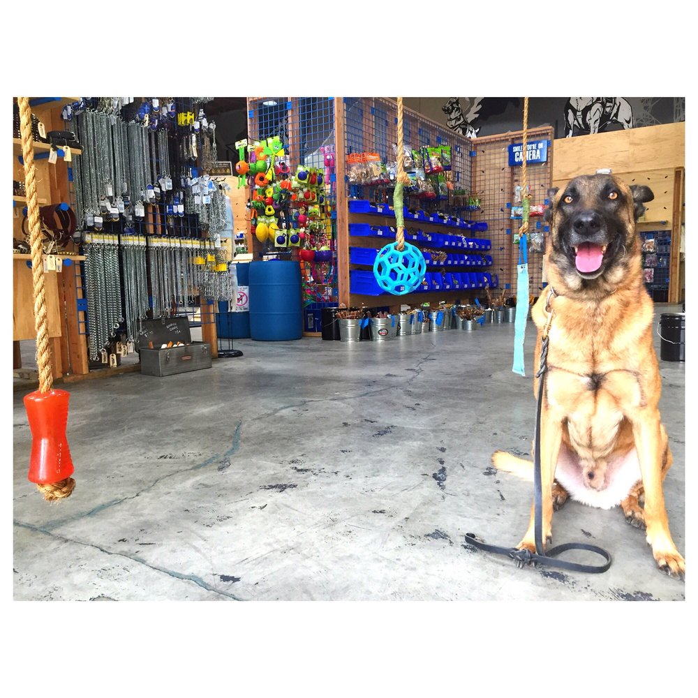 BlueCollar Working Dog