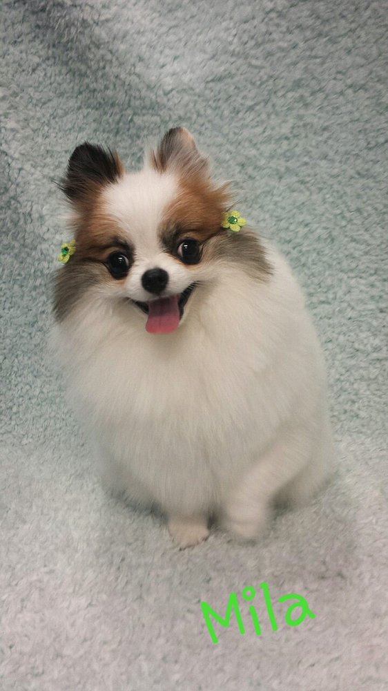 Blue Pooch