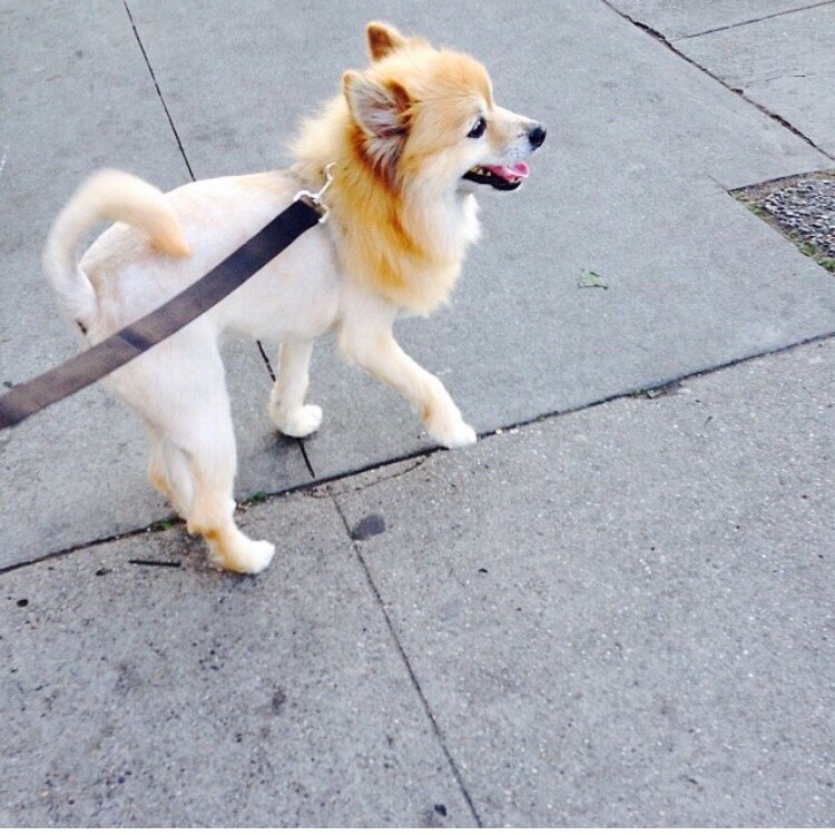 Four Paws & a Tail