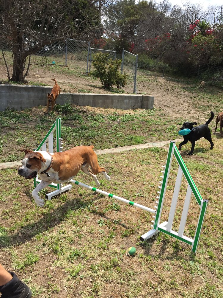 K9 Adventures