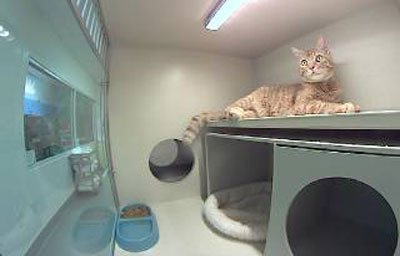 Advanced Veterinary Medical Imaging
