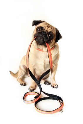 Lucky Dog Walking Services