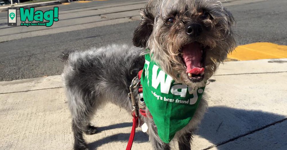 Wag!
