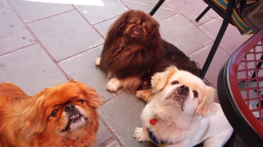 Mabels Dog Grooming