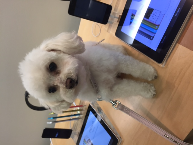 Rejoys Pet Grooming