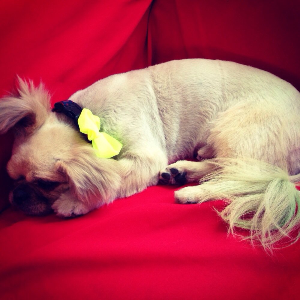 Top Line Barbershop For Dogs