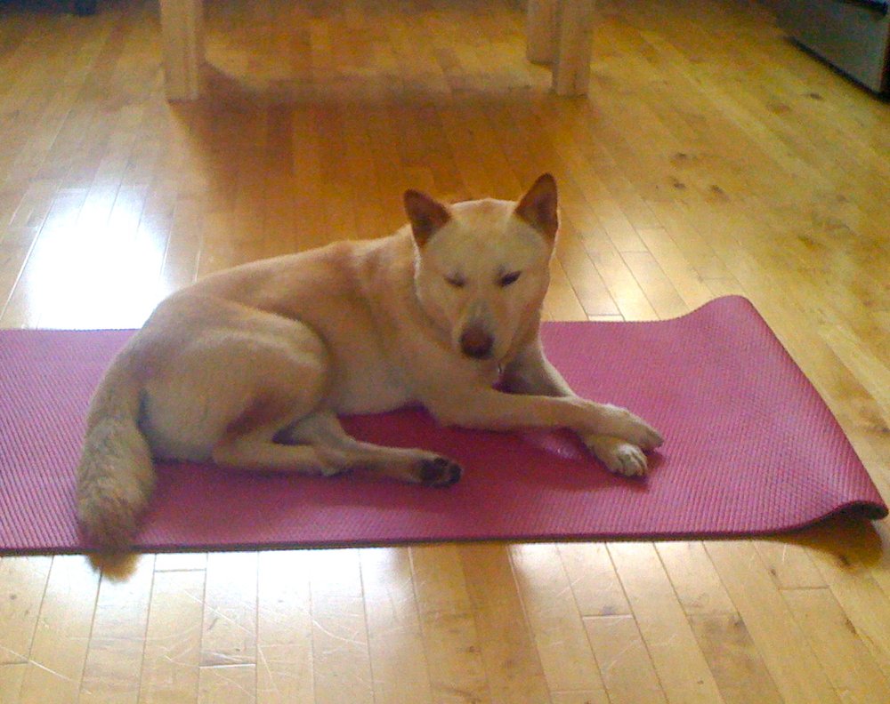 The Zen Dog