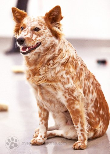 Adopt & Shop