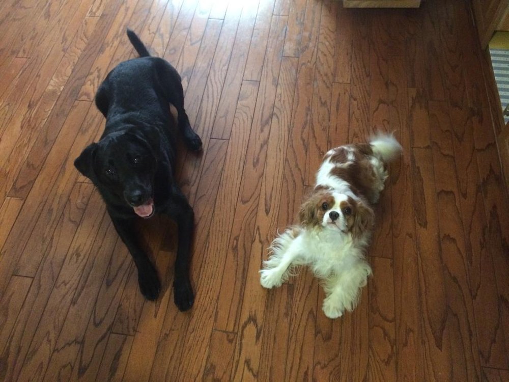 Fetch! Pet Care