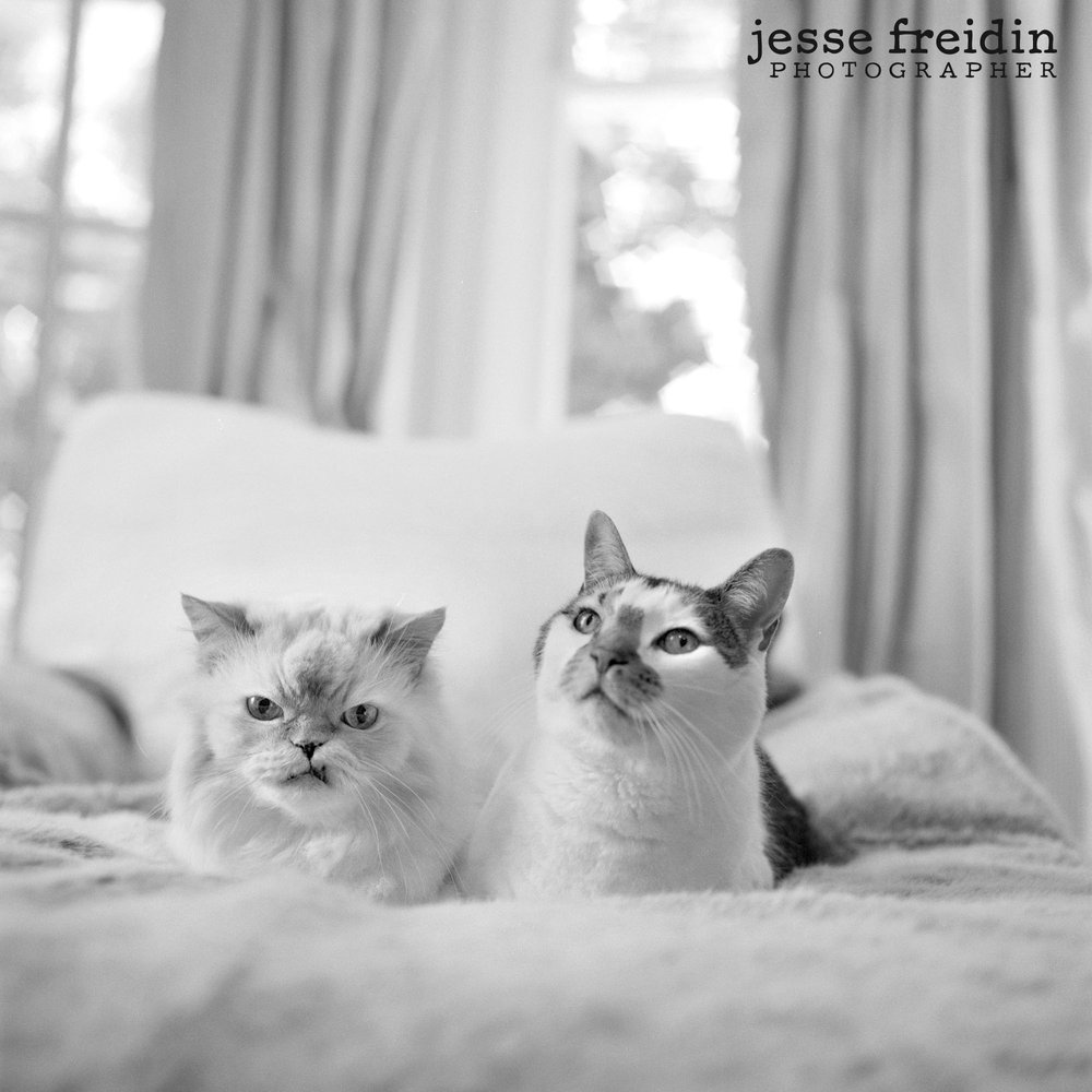 Jesse Freidin Pet Photographer