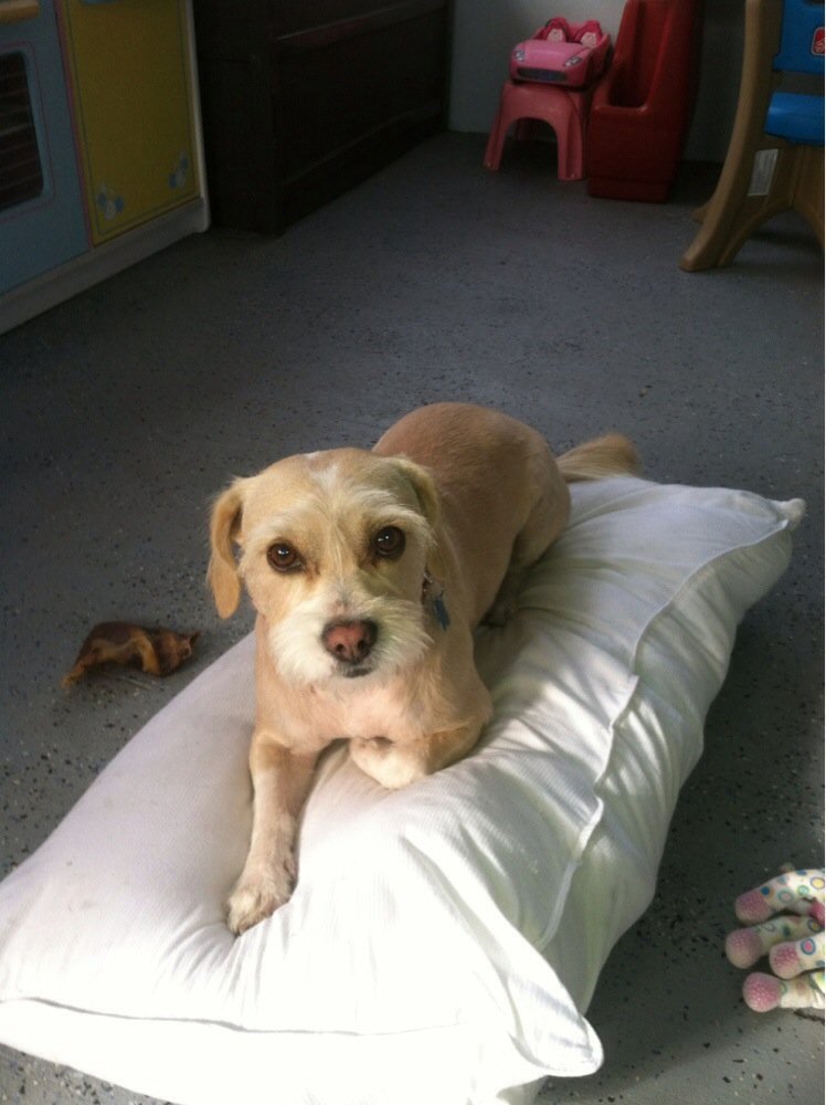 Felix Pet Grooming Service