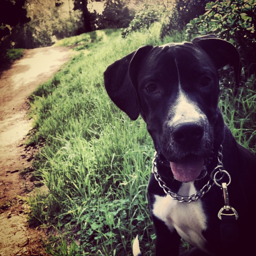 Silver Lake Dog Walkers