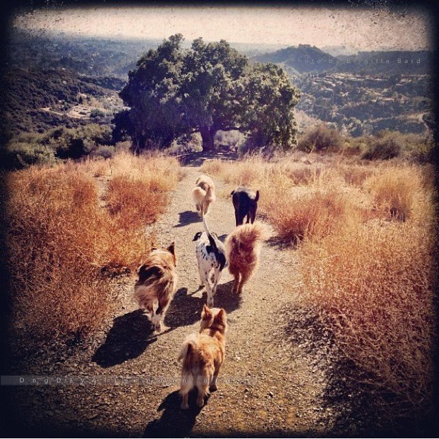 Dog Day Afternoon