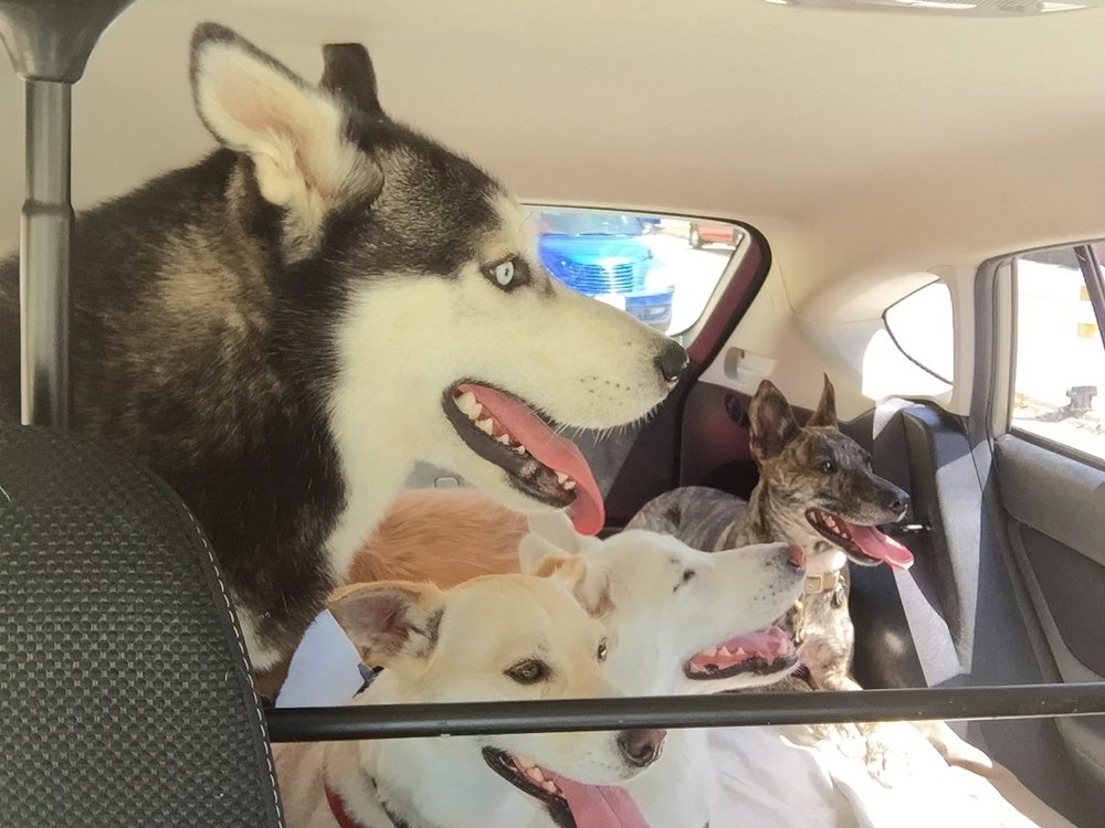 PawCo