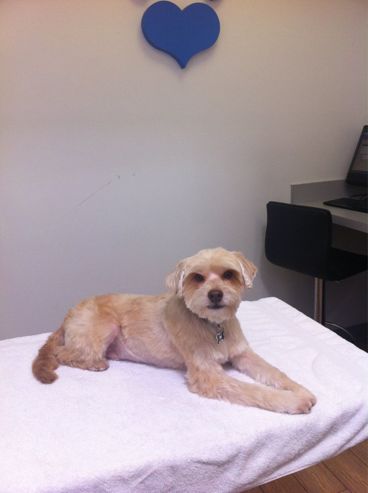 Animal Wellness Centers