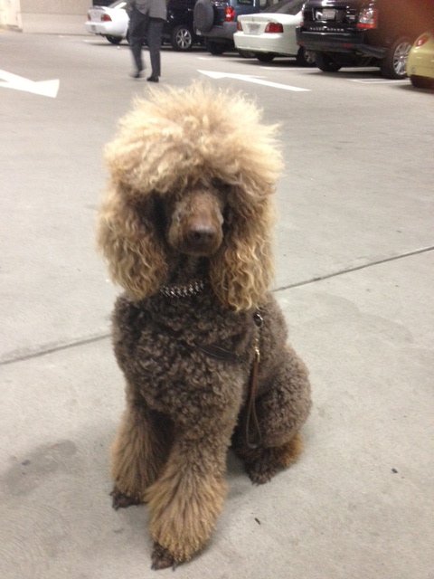 Natures Grooming & Boutique