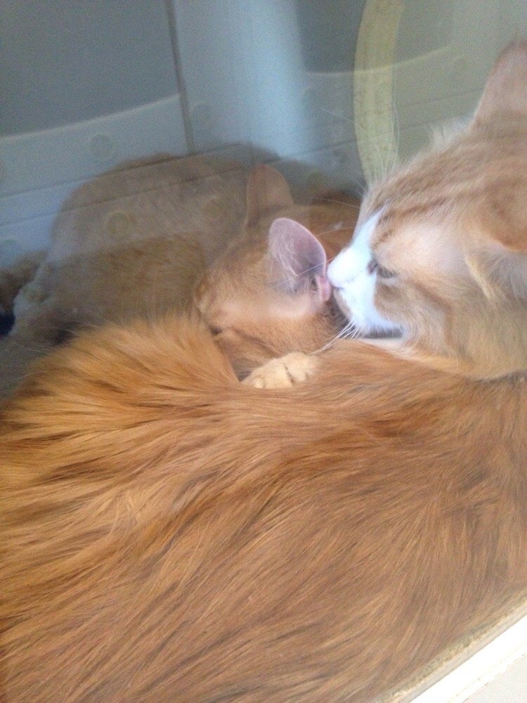 Burbank Animal Shelter