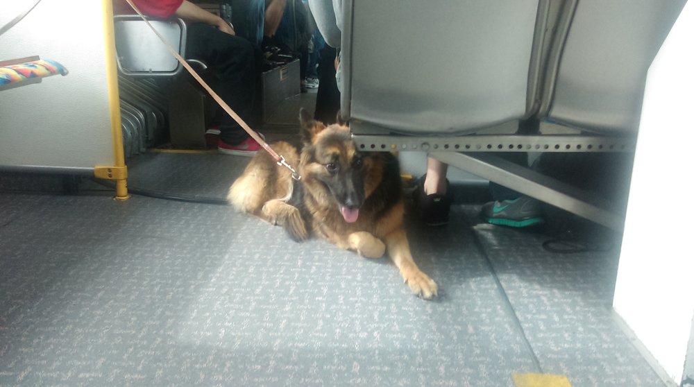 Superior K9 Training Solutions