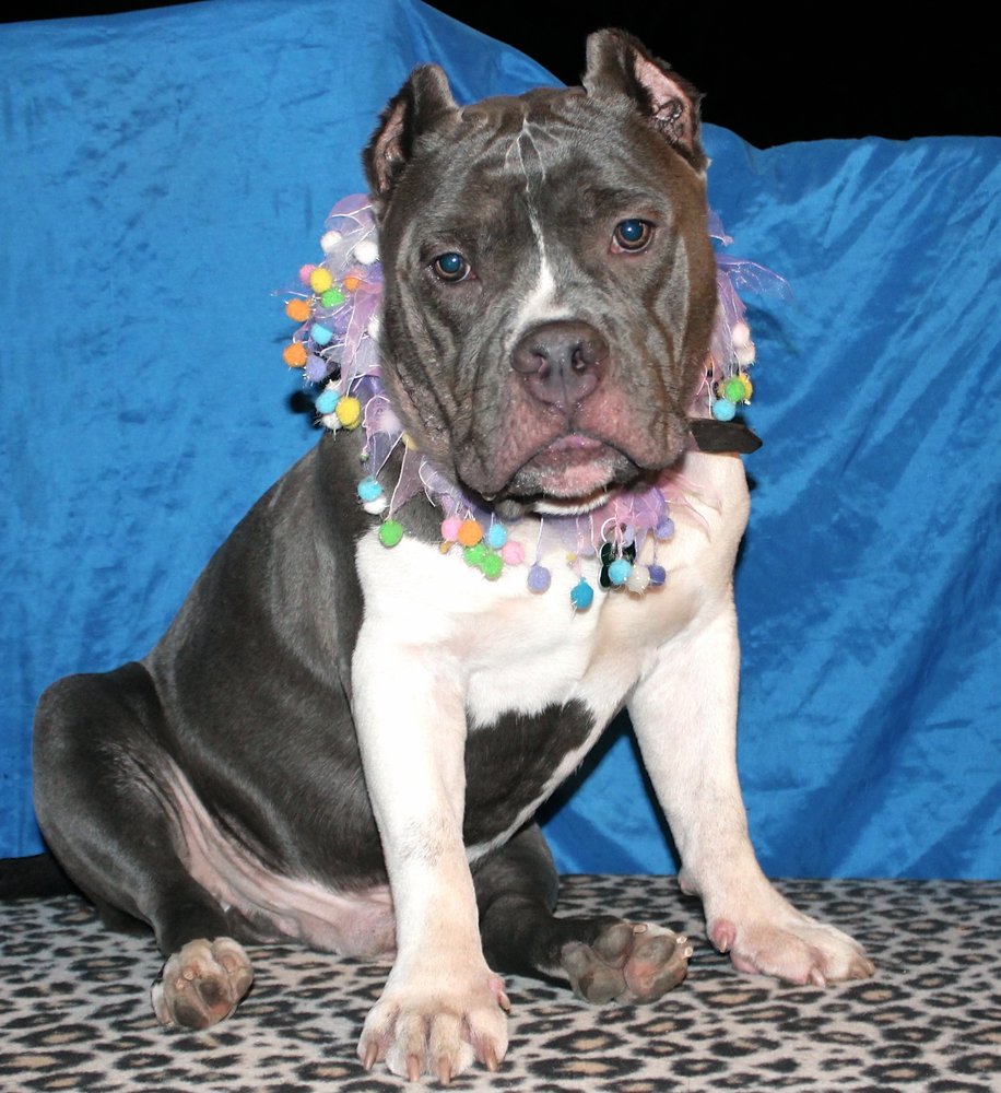 DR Doghouse Bully Crew Rescue