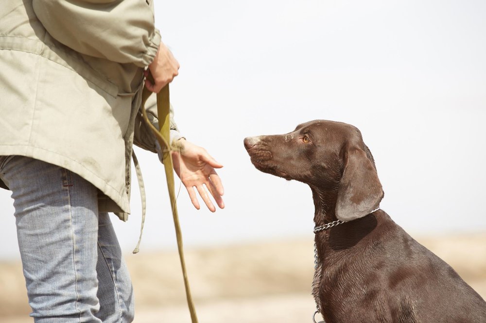 Bill Stavers Dog Training