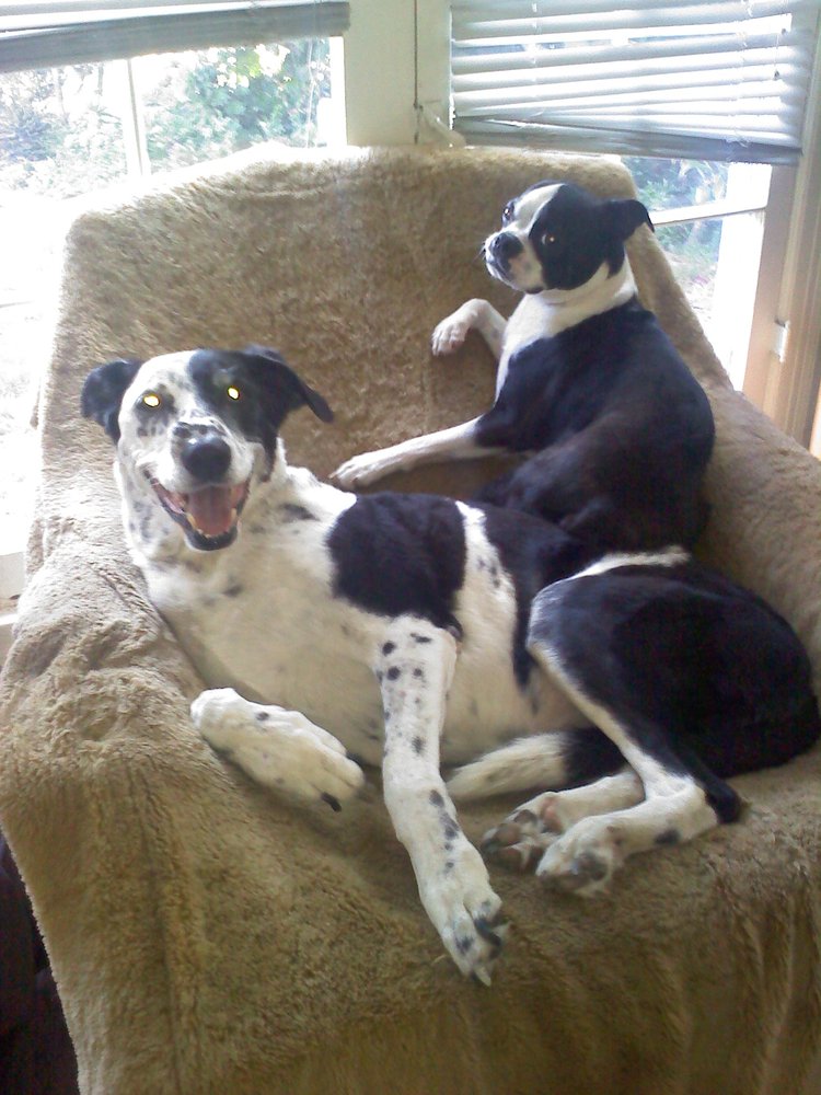 Happy Perro