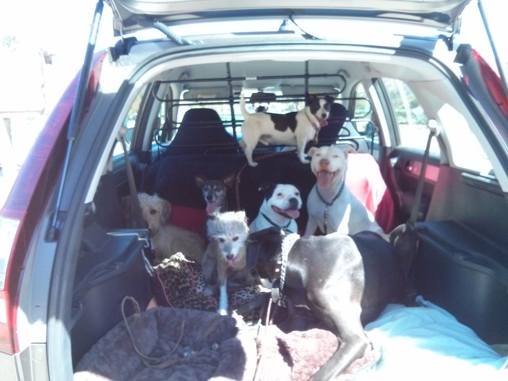 Dogs Rule Los Angeles