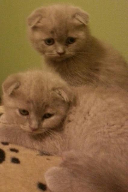 MyScottishFold